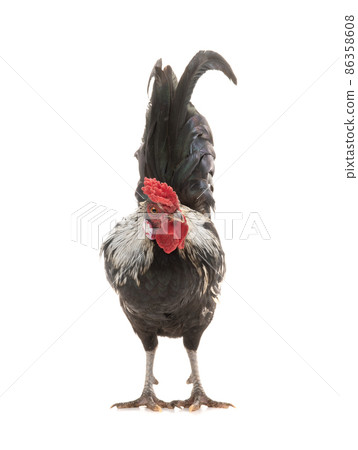 rooster isolated on white background 86358608