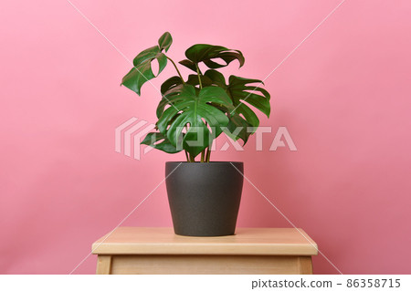 Artificial plant, Philodendron monstera planted on pink background, Indoor tropical houseplant  86358715