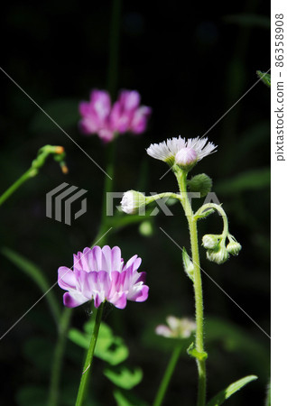 黃芪 黃芪 86358908