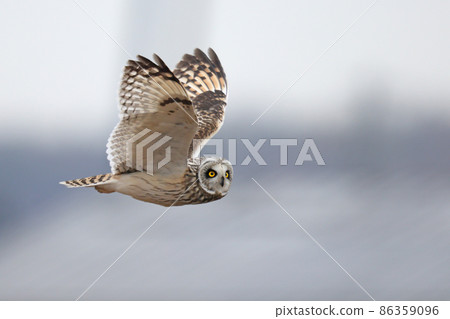 Owl 86359096