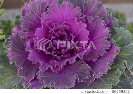 Fresh violet Cabbage brassica oleracea plant leaves 86359262