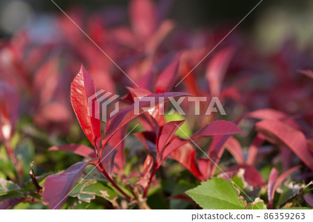 Photinia commonly known as Red Robin, which is a flowering perennial evergreen shrub 86359263