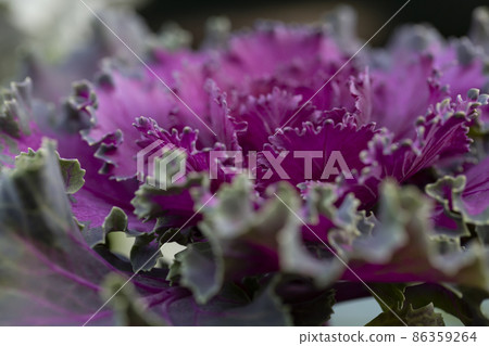 Fresh violet Cabbage brassica oleracea plant leaves Fresh violet Cabbage brassica oleracea plant leaves 86359264
