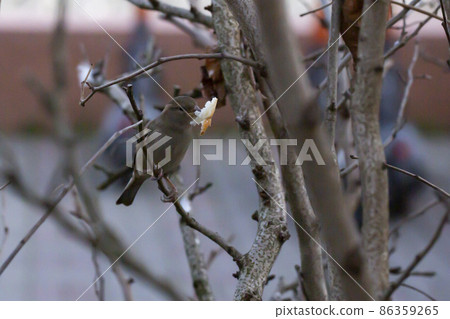 A little grey hungry house sparrow found a piece of bread A little grey hungry house sparrow found a piece of bread 86359265