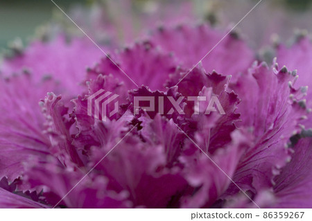 Fresh violet Cabbage brassica oleracea plant leaves Fresh violet Cabbage brassica oleracea plant leaves 86359267