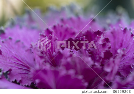 Fresh violet Cabbage brassica oleracea plant leaves Fresh violet Cabbage brassica oleracea plant leaves 86359268