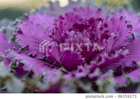 Fresh violet Cabbage brassica oleracea plant leaves Fresh violet Cabbage brassica oleracea plant leaves 86359273