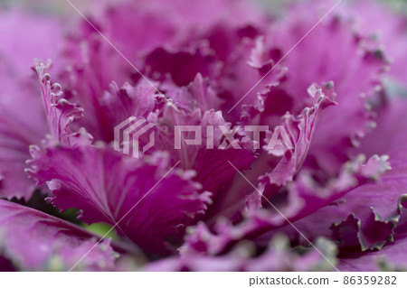 Fresh violet Cabbage brassica oleracea plant leaves Fresh violet Cabbage brassica oleracea plant leaves 86359282