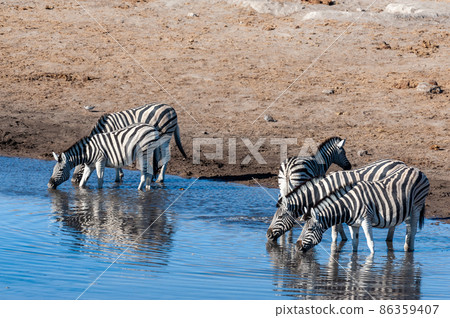 Zebras in Etosha National Park. Zebras in Etosha National Park. 86359407