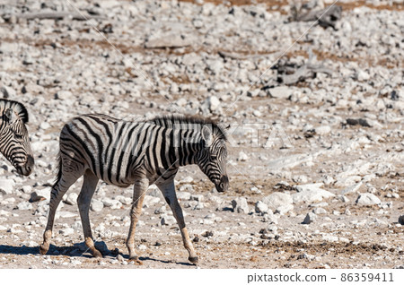 Zebras in Etosha National Park. Zebras in Etosha National Park. 86359411