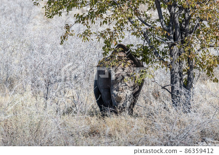 Black Rhinoceros Browsing under a tree. Black Rhinoceros Browsing under a tree. 86359412