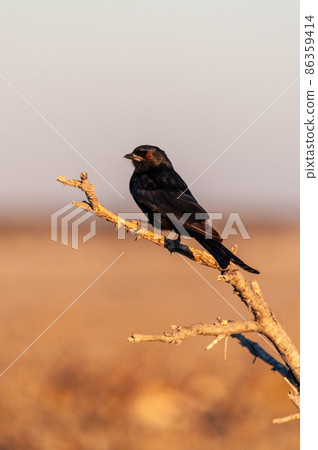 A Drongo stiing on a branch A Drongo stiing on a branch 86359414