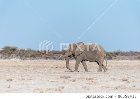 A Solitary Male Elephant Walking across the Plains of Etosha National Park A Solitary Male Elephant Walking across the Plains of Etosha National Park 86359415