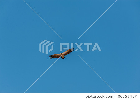 White-headed Vulture in Flight over Etosha White-headed Vulture in Flight over Etosha 86359417