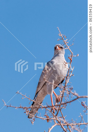A Pale Chanting-goshawk - Melierax canorus- Sitting on Branch in Etosha National Park A Pale Chanting-goshawk - Melierax canorus- Sitting on Branch in Etosha National Park 86359419