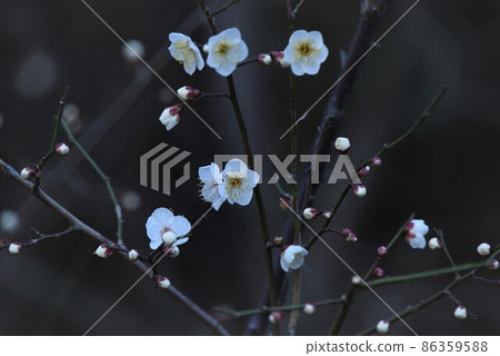 梅花 梅花 86359588