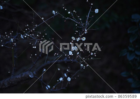 梅花 梅花 86359589