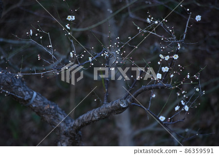 梅花 梅花 86359591