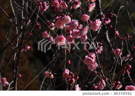 梅花 梅花 86359592