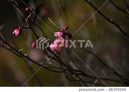 梅花 梅花 86359594