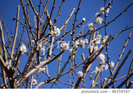 梅花 梅花 86359597