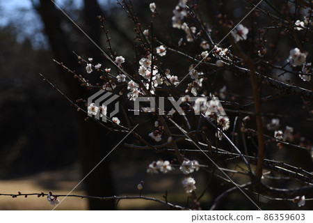 梅花 梅花 86359603