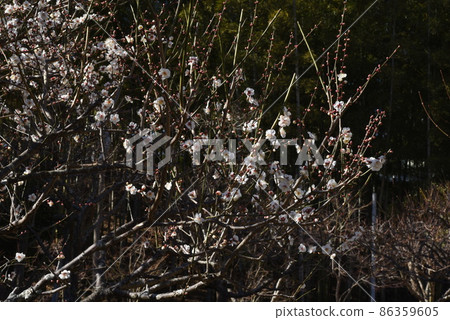 Ume flower Ume flower 86359605
