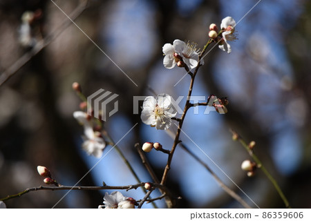 梅花 梅花 86359606