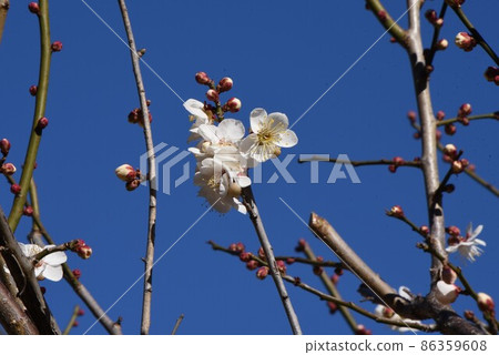 梅花 梅花 86359608