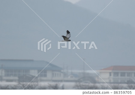 白眼男 白眼男 86359705