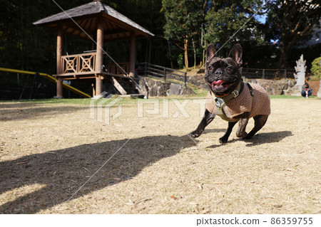 An energetic French bulldog that runs happily on a dog run on a wide lawn 86359755