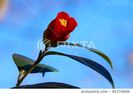 A bright red camellia flower that shines in the blue sky 86359806