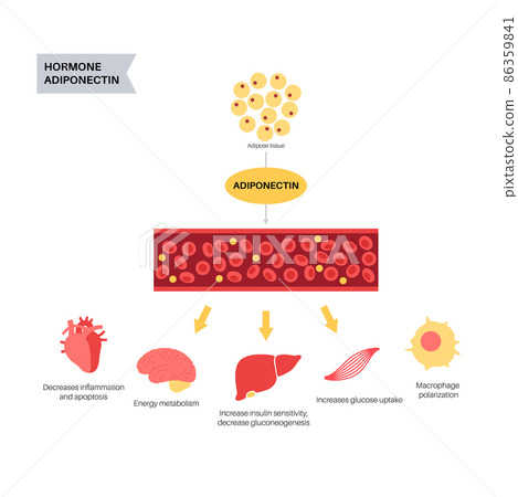 Adiponectin fat tissue Adiponectin fat tissue 86359841