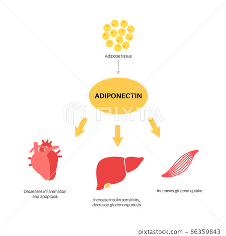 Adiponectin fat tissue Adiponectin fat tissue 86359843
