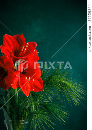 Red amaryllis on dark green blue background. Red amaryllis on dark green blue background. 86359844