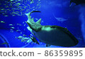 Whale shark 86359895