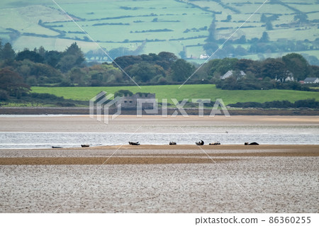 The great seal bank in Sligo - Ireland The great seal bank in Sligo - Ireland 86360255