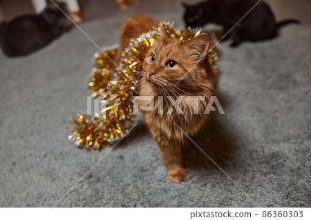 a ginger tabby cat is lying on a sofa at home. a ginger tabby cat is lying on a sofa at home. 86360303