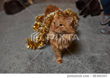 a ginger tabby cat is lying on a sofa at home. a ginger tabby cat is lying on a sofa at home. 86360307