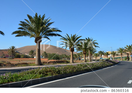 Palm trees along a road and view of volcanic mountains Fuerteventura, Canary Islands, Spain Palm trees along a road and view of volcanic mountains Fuerteventura, Canary Islands, Spain 86360316