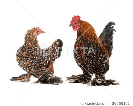 beautiful rooster and hen isolated on white beautiful rooster and hen isolated on white 86360391