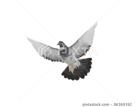 pigeon flying isolated on white background pigeon flying isolated on white background 86360392