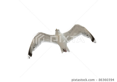 Seagull soaring in the sky isolated on white background Seagull soaring in the sky isolated on white background 86360394