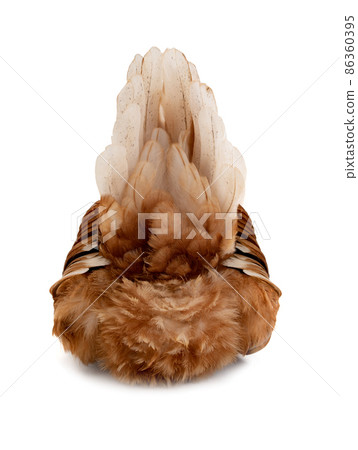 view of a hen from the rear with a luxurious tail and beautiful plumage view of a hen from the rear with a luxurious tail and beautiful plumage 86360395