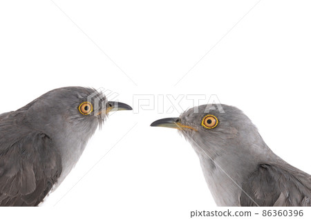cuckoo portrait isolated on white background 86360396