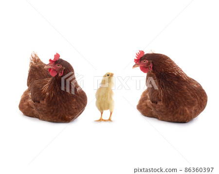 indignant chick near his mother looks at hen isolated on white background indignant chick near his mother looks at hen isolated on white background 86360397