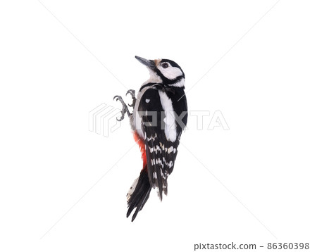 woodpecker isolated on white background 86360398