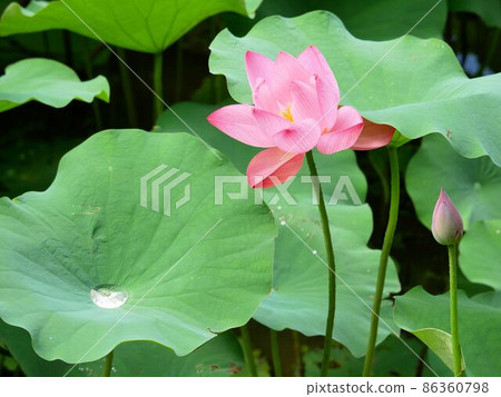 Yamanoto Lotus Garden, Nankan Town, Kumamoto Prefecture Pink ancient lotus flower Yamanoto Lotus Garden, Nankan Town, Kumamoto Prefecture Pink ancient lotus flower 86360798