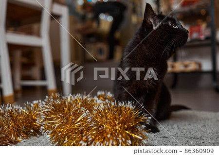black cat peeks out from behind a green tinsel of a New Year tree, New Year's holiday. 86360909