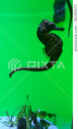 Sea Dragon Sea Dragon 86360977